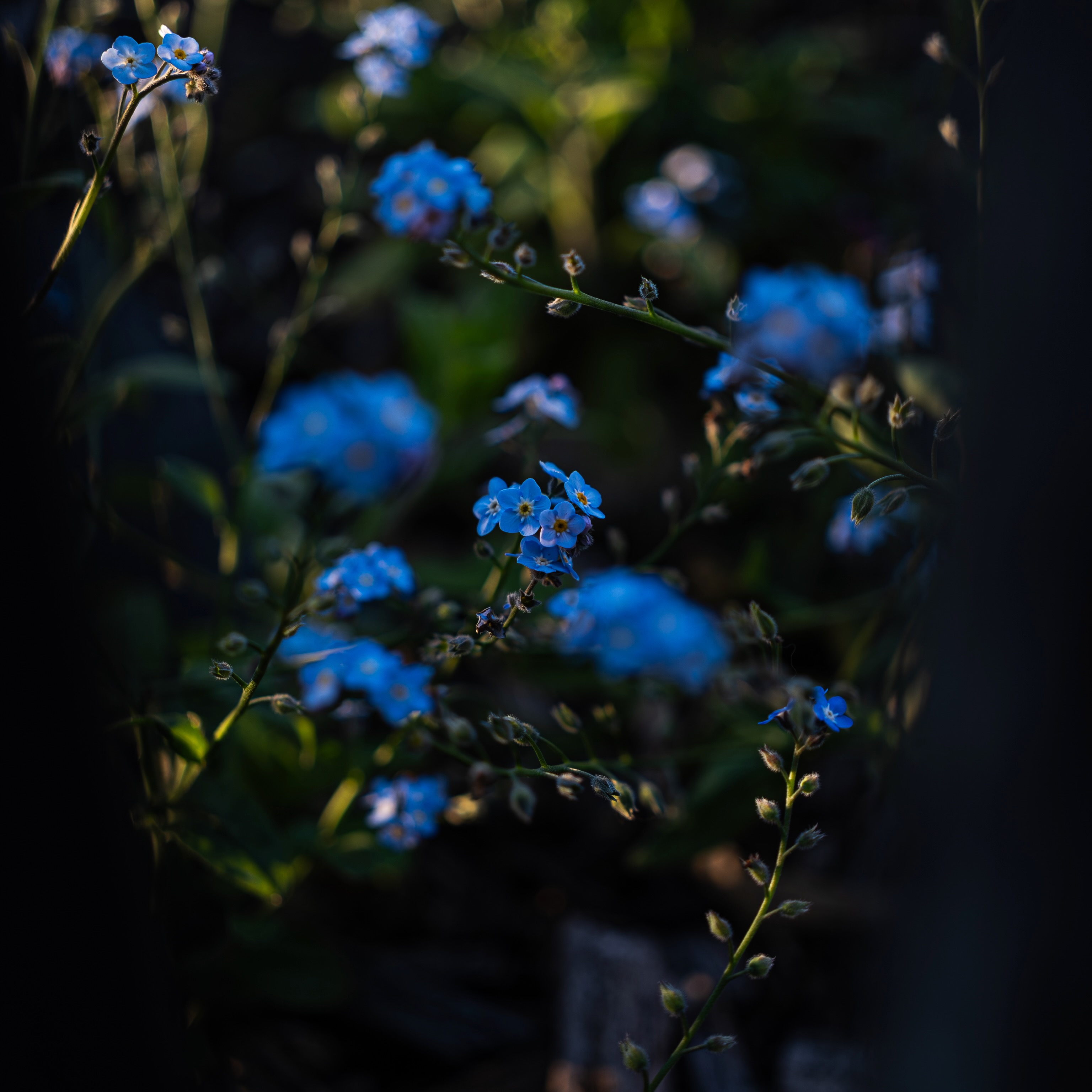 Tiny blue flowers among softly blurred green leaves